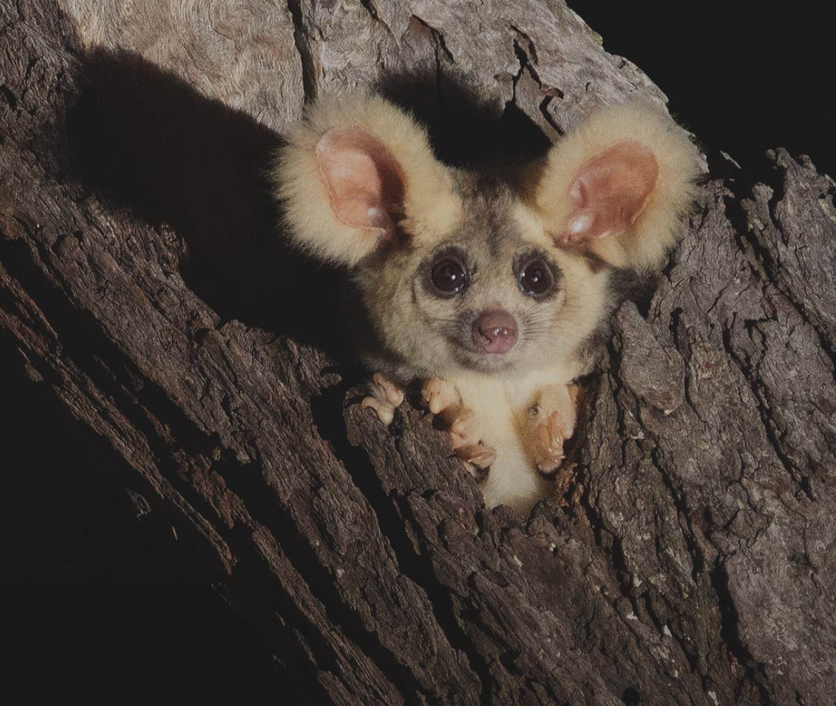 Rewild Australia